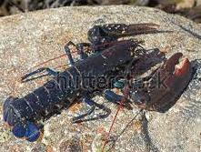 lobster on a rock